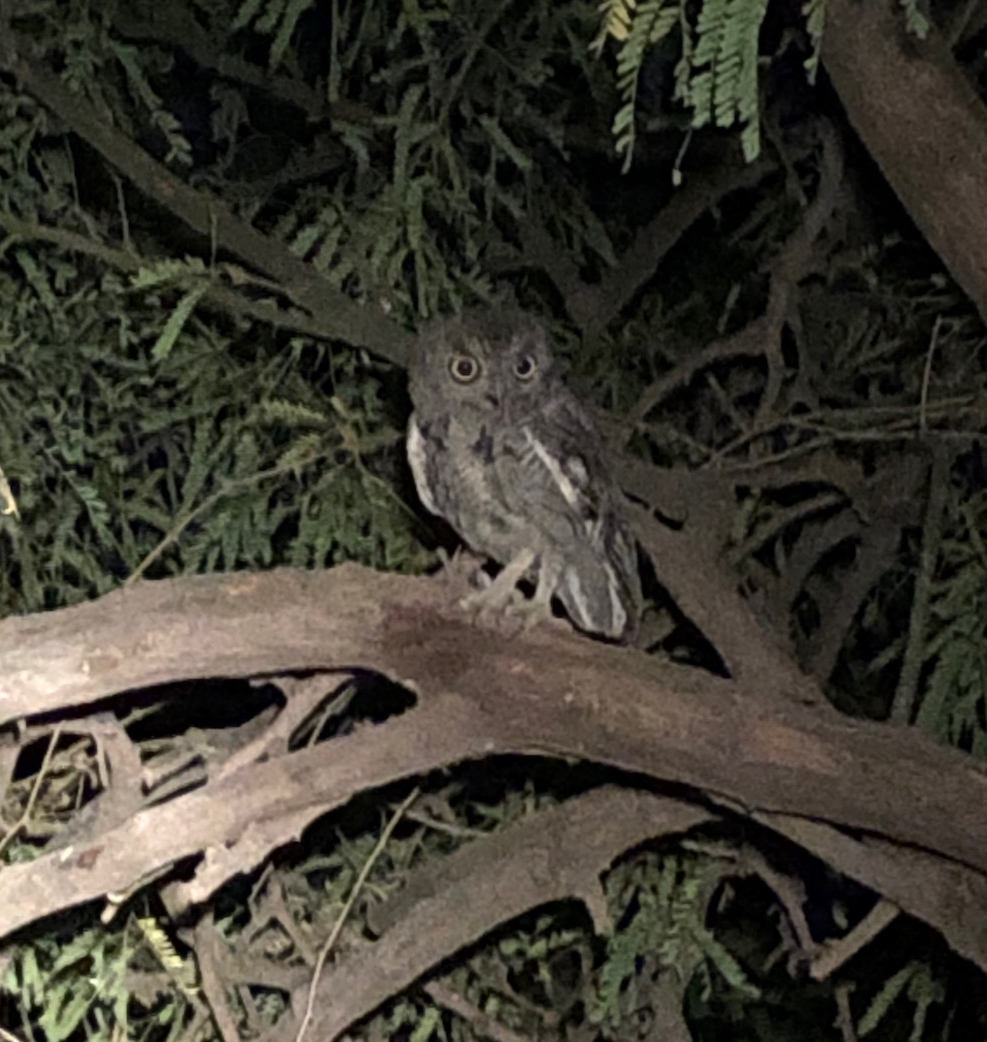 baby owl in tree at night